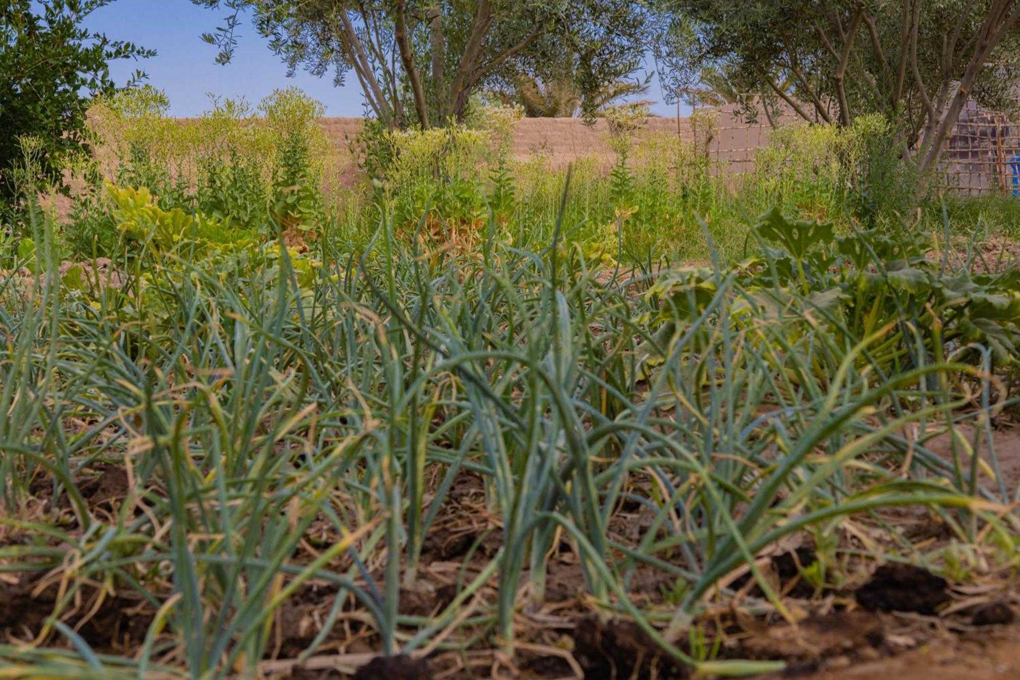 סקורה Maison D'Hote Amridil מראה חיצוני תמונה